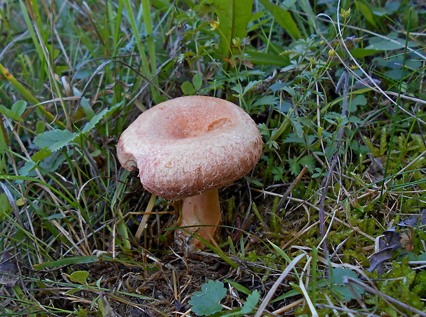 rýdzik kravský Lactarius torminosus (Schaeff.) Gray