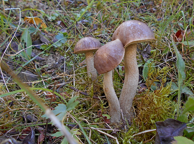 kozák brezový Leccinum scabrum (Bull.) Gray