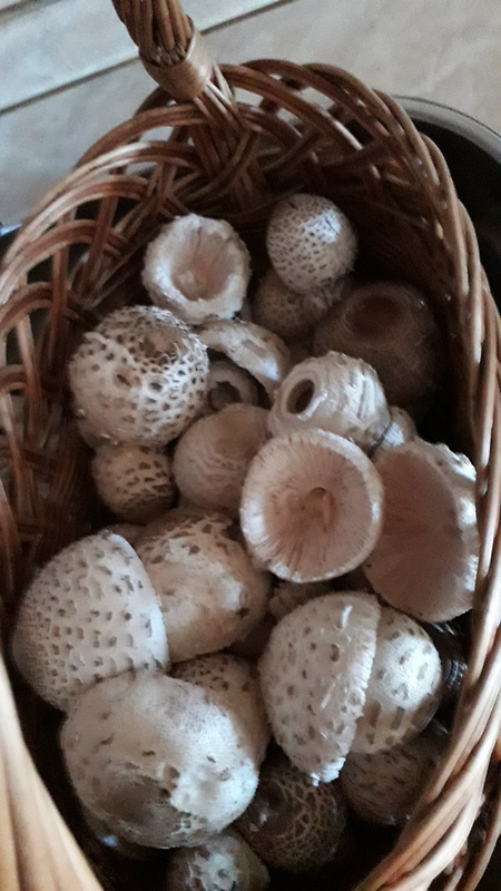 bedľa  Macrolepiota fuligineosquarrosa Malençon