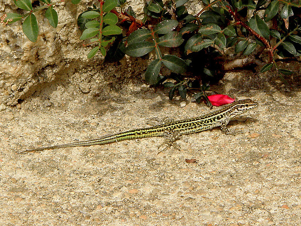 jašterica Podarcis tiliguerta