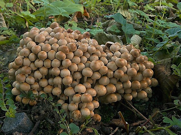 drobuľka trsovitá Psathyrella multipedata (Peck) A.H. Sm.