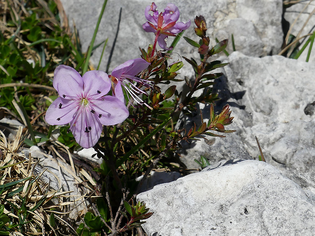 Rhodothamnus chamaecistus