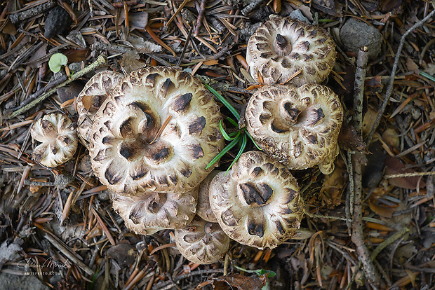 jelenkovec škridlicovitý Sarcodon imbricatus (L.) P. Karst.