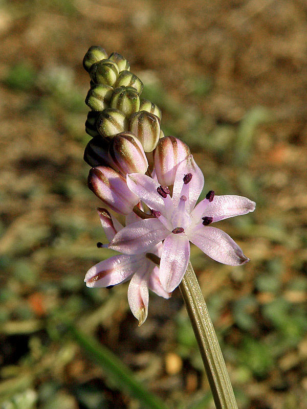 scila Scilla autumnalis L.