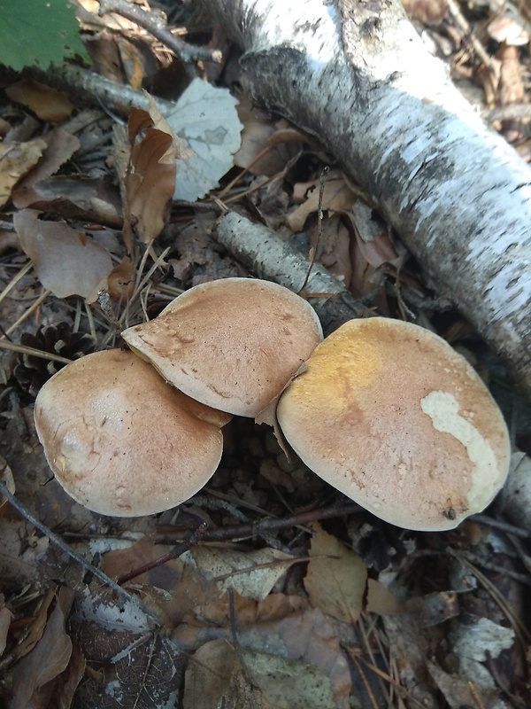 masliak kravský Suillus bovinus (Pers.) Roussel