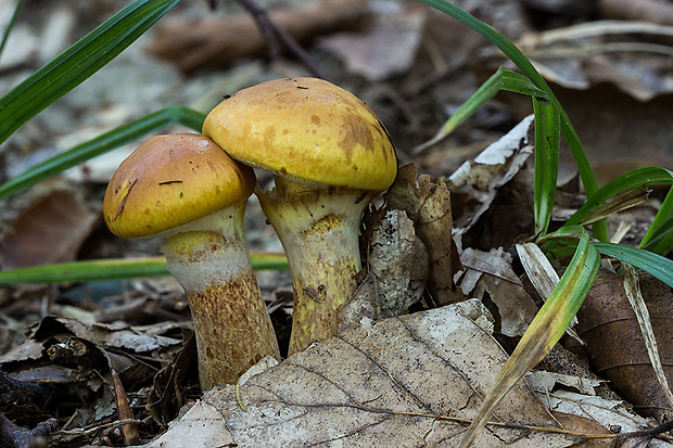 masliak smrekovcový Suillus grevillei (Klotzsch) Singer