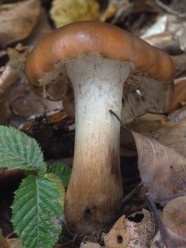 čírovka gaštanovohnedá Tricholoma ustale (Fr.) P. Kumm.