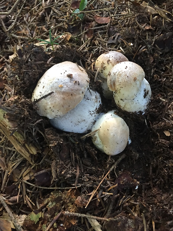 hríb smrekový Boletus edulis Bull.