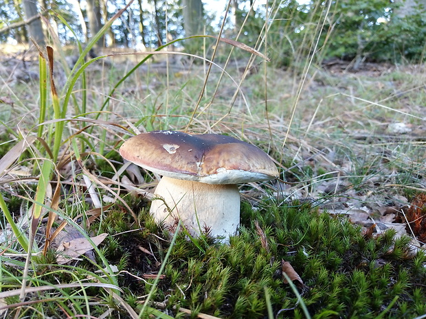 hríb smrekový Boletus edulis Bull.