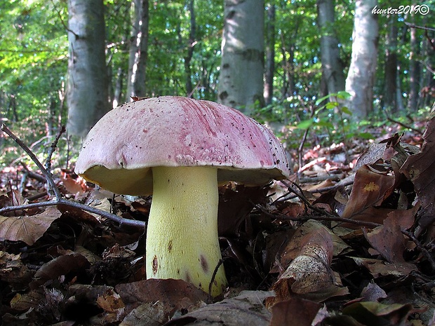 hríb kráľovský Butyriboletus regius (Krombh.) D. Arora & J.L. Frank