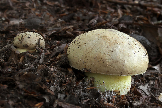 hríb horský Butyriboletus subappendiculatus (Dermek, Lazebn. & J. Veselský) D. Arora & J.L. Frank