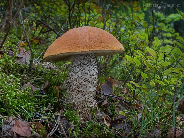 kozák žltooranžový Leccinum versipelle (Fr. & Hök) Snell