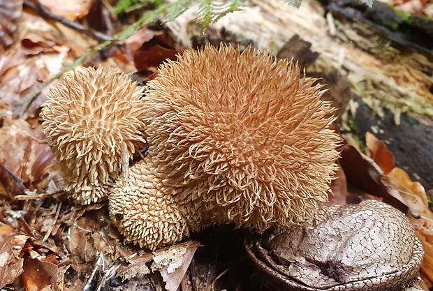 prášnica pichliačová Lycoperdon echinatum Pers.