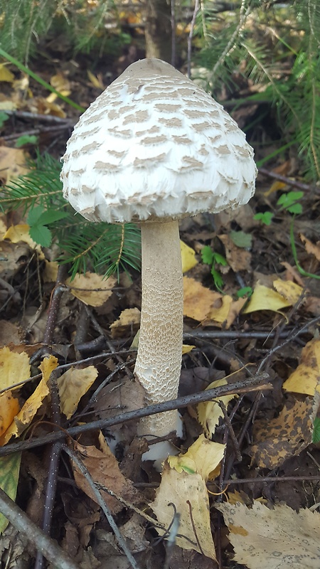 bedľa vysoká Macrolepiota procera (Scop.) Singer