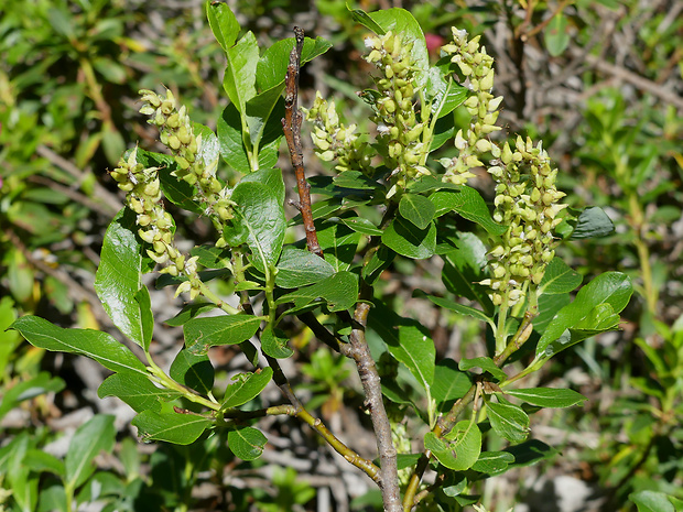 vŕba Salix waldsteiniana Wild.