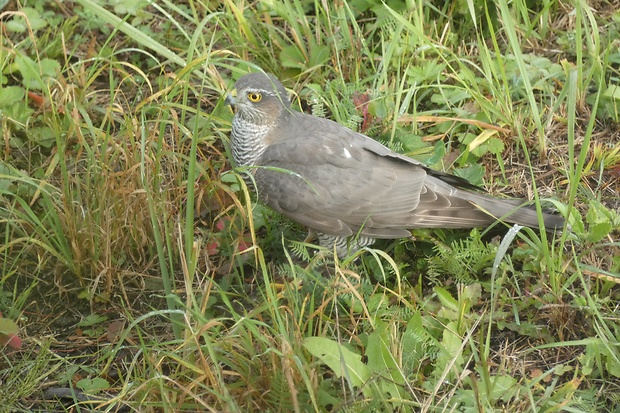 jastrab krahulec Accipiter nisus