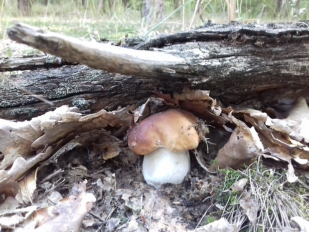 hríb smrekový Boletus edulis Bull.