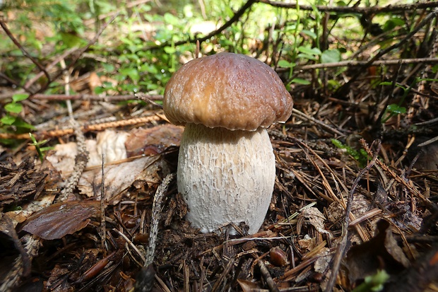 hríb smrekový Boletus edulis Bull.