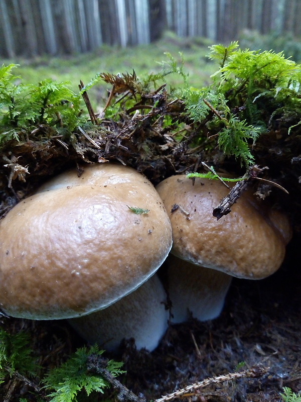 hríb smrekový Boletus edulis Bull.