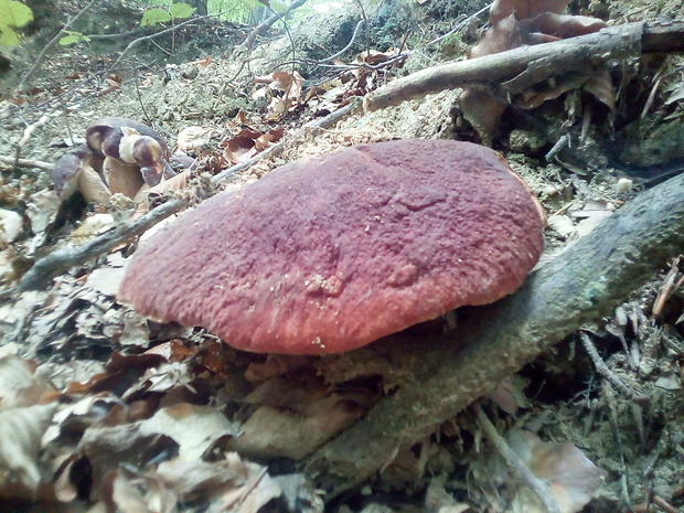 hríb sosnový Boletus pinophilus Pil. et Dermek in Pil.