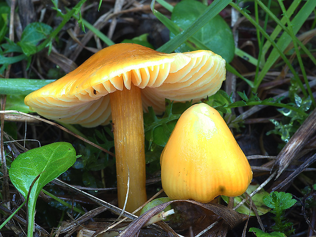 lúčnica citrónovožltá Hygrocybe chlorophana (Fr.) Wünsche