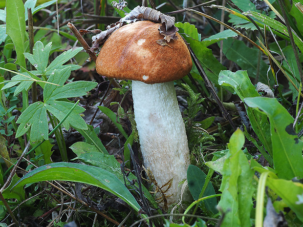 kozák osikový Leccinum albostipitatum den Bakker & Noordel.