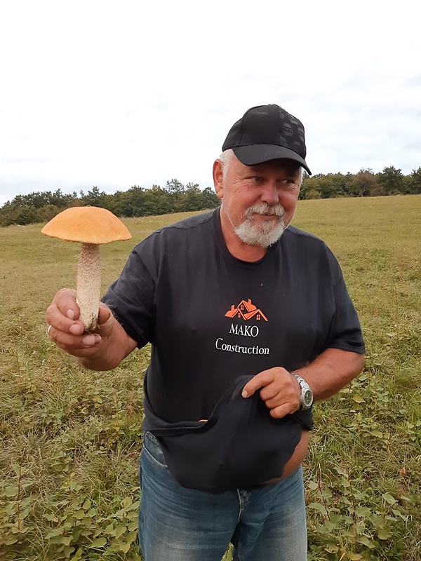 kozák osikový Leccinum albostipitatum den Bakker & Noordel.