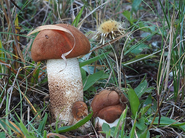 kozák dubový Leccinum aurantiacum (Bull.) Gray