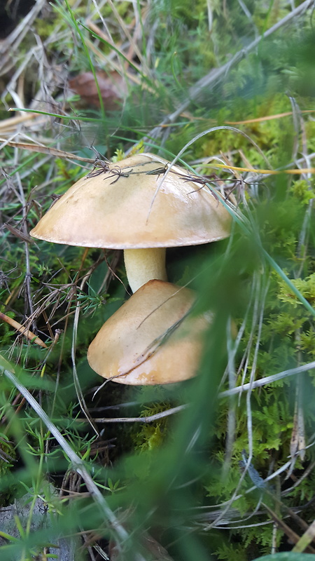 masliak zrnitý Suillus granulatus (L.) Roussel