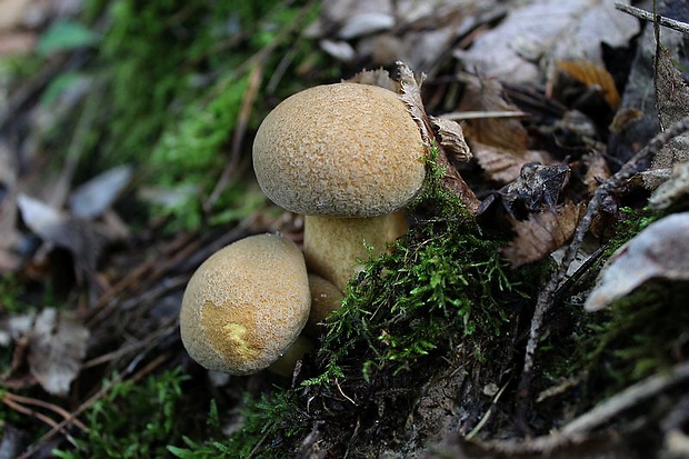 masliak strakatý Suillus variegatus (Sw.) Kuntze