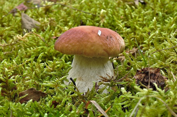 hríb smrekový Boletus edulis Bull.