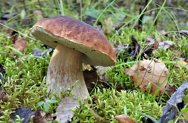 hríb smrekový Boletus edulis Bull.