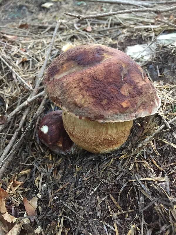 hríb sosnový Boletus pinophilus Pil. et Dermek in Pil.