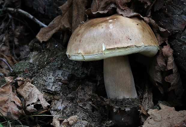 hríb dubový Boletus reticulatus Schaeff.