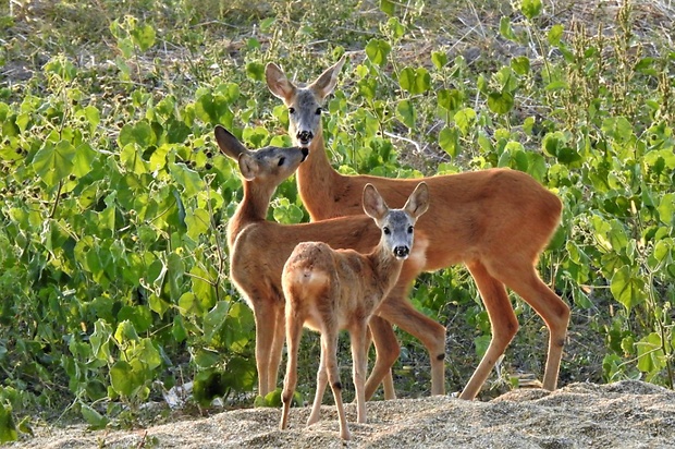 srna lesná Capreolus capreolus