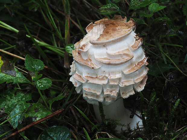 bedľa červenejúca Chlorophyllum rachodes (Vittad.) Vellinga