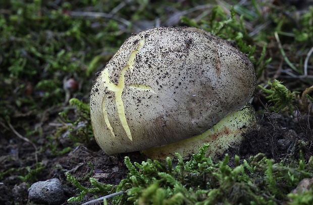 hríb plavý Hemileccinum impolitum (Fr.) Šutara