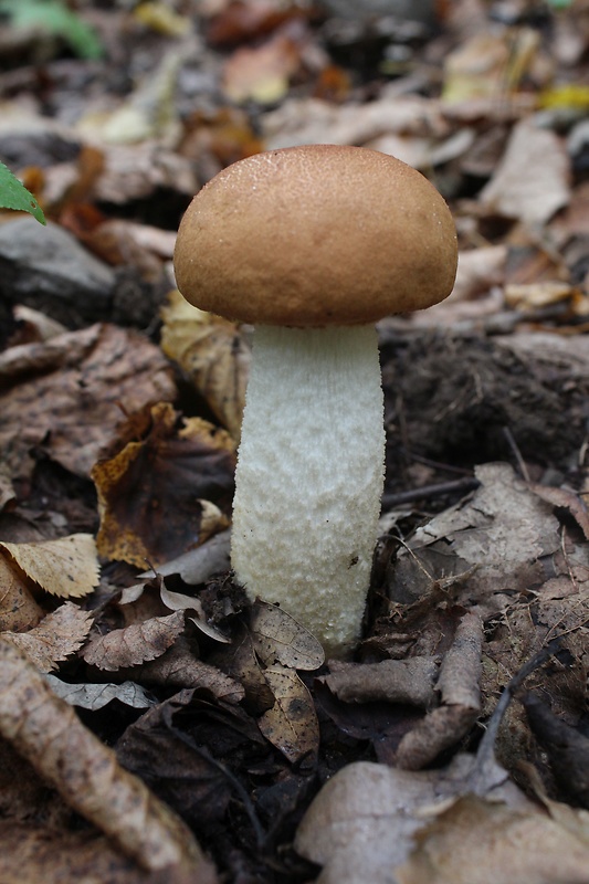 kozák osikový Leccinum albostipitatum den Bakker & Noordel.