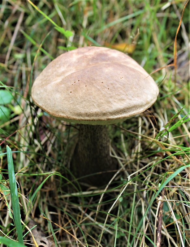 kozák brezový Leccinum scabrum (Bull.) Gray