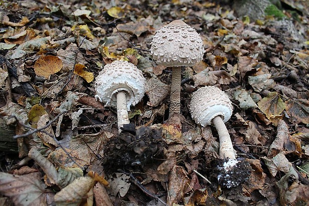 bedľa vysoká Macrolepiota procera (Scop.) Singer