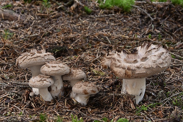 jelenkovec škridlicovitý Sarcodon imbricatus (L.) P. Karst.