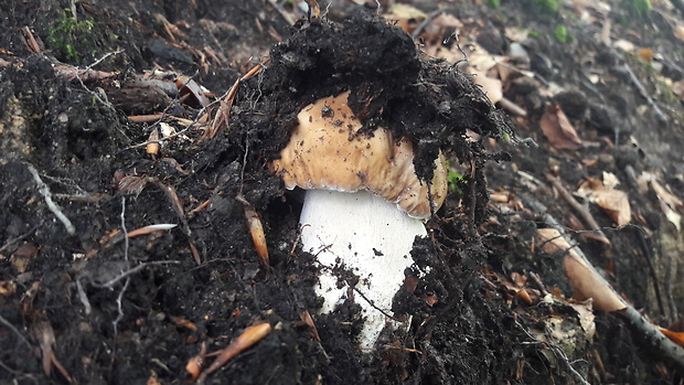 hríb smrekový Boletus edulis Bull.