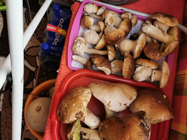 hríb smrekový Boletus edulis Bull.