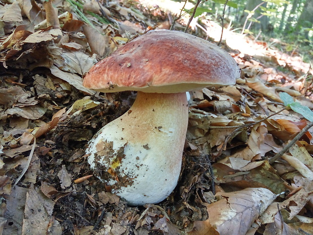 hríb sosnový Boletus pinophilus Pil. et Dermek in Pil.