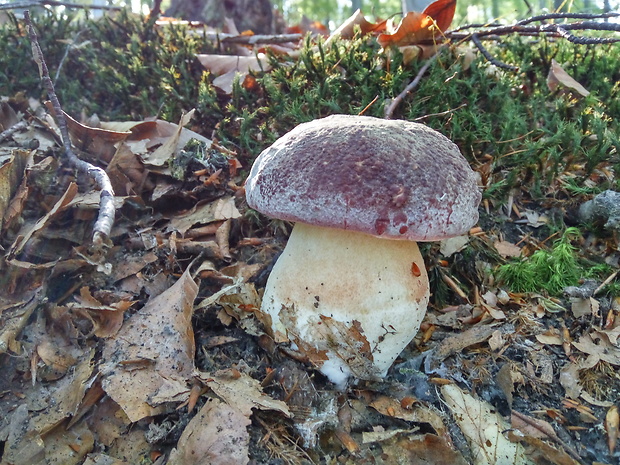 hríb sosnový Boletus pinophilus Pil. et Dermek in Pil.