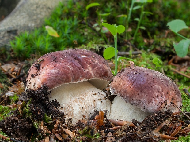 hríb sosnový Boletus pinophilus Pil. et Dermek in Pil.