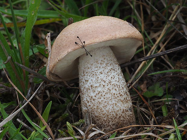 kozák topoľový Leccinum duriusculum (Schulzer ex Kalchbr.) Singer