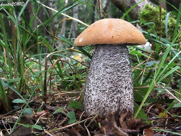 kozák žltooranžový Leccinum versipelle (Fr. & Hök) Snell