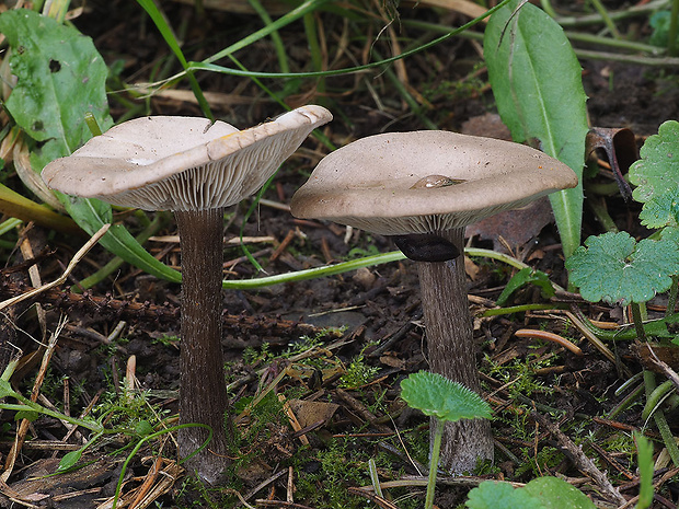 tmavuľka popolavá Melanoleuca cf. exscissa var. iris (Fr.) Singer