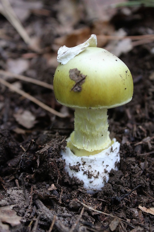 muchotrávka zelená Amanita phalloides (Vaill. ex Fr.) Link